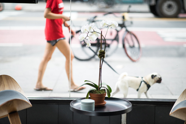 plant on a table